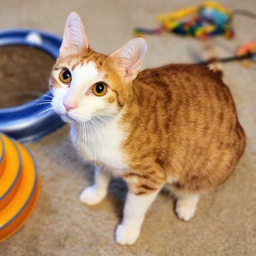 CALVIN KLEIN - Tabby / Domestic Short Hair available for adoption
