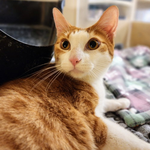 Calvin Klein, Adult Tabby / Domestic Short Hair / Mixed (short coat), cat for adoption in The Colony, Texas