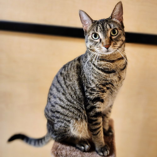 Miu Miu, Adult Tabby / Domestic Short Hair / Mixed (short coat), cat for adoption in Hurst, Texas