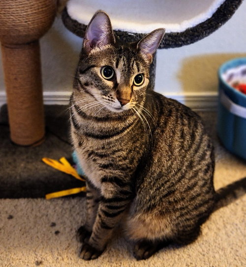 MIU MIU - Tabby / Domestic Short Hair available for adoption