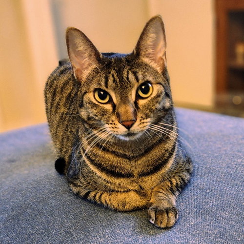 Miu Miu, an adoptable Tabby in Richardson, TX
