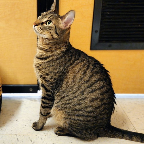 Miu Miu, Adult Tabby / Domestic Short Hair / Mixed (short coat), cat for adoption in The Colony, Texas
