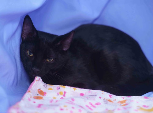 picture of the cat needing adoption