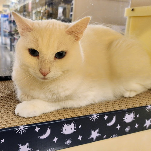 Sugar, an adoptable Domestic Short Hair in Richardson, TX
