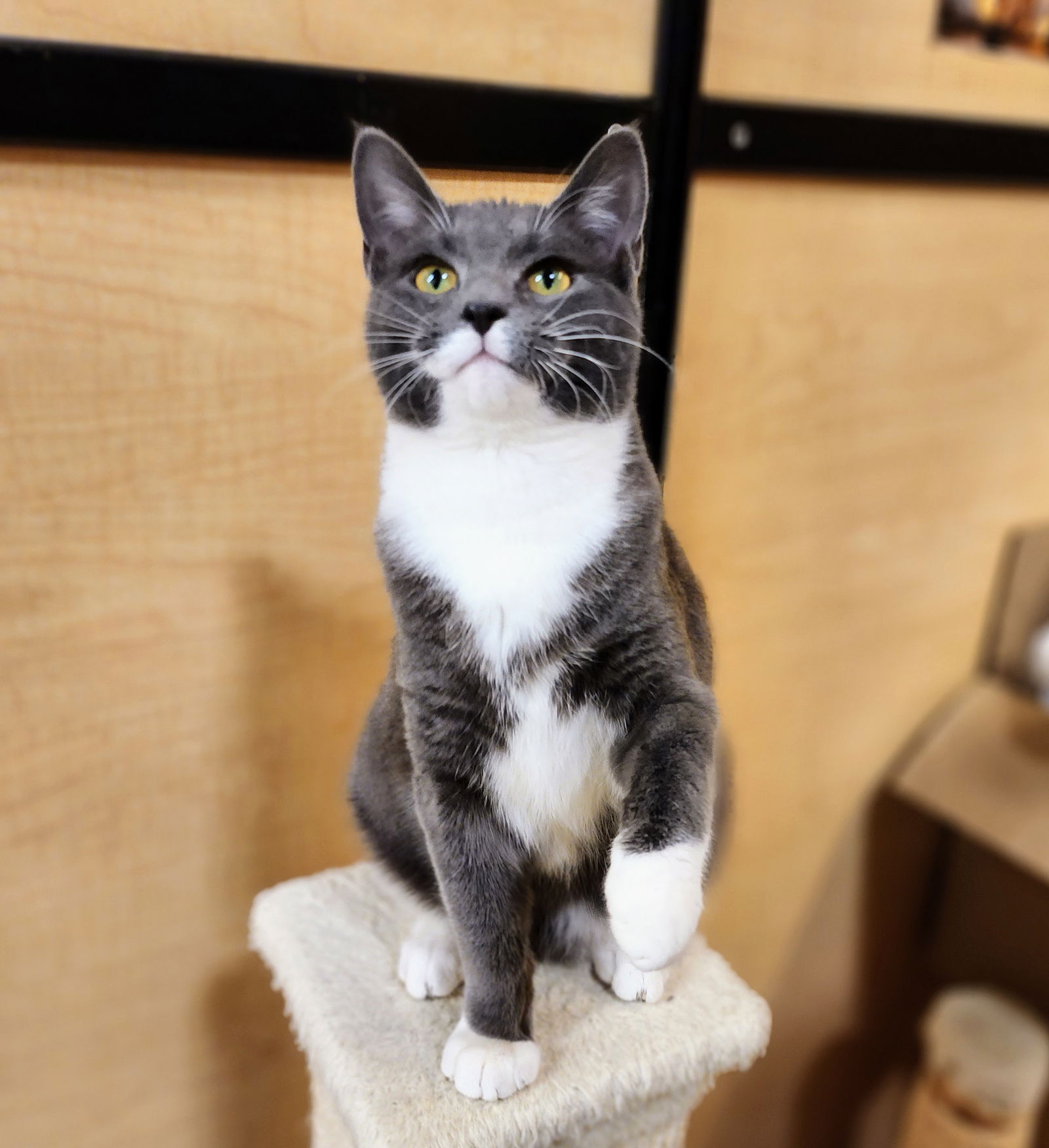 Cats for Adoption in Krum, Texas | Alpha Paw