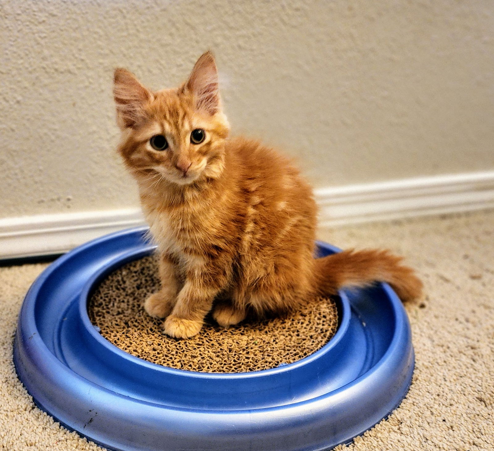 Cats for Adoption in Kemp, Texas | Alpha Paw