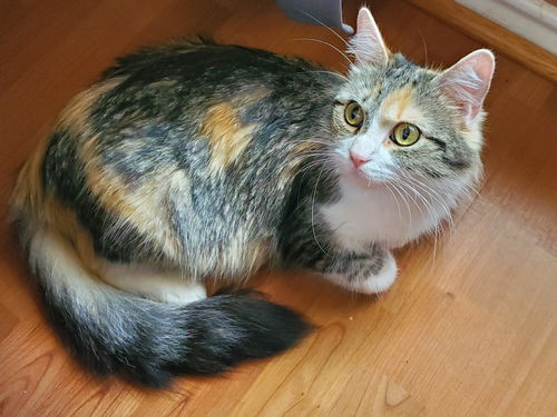 picture of the cat needing adoption