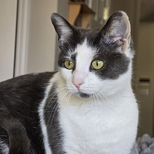 picture of the cat needing adoption