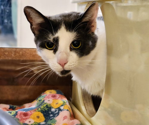 picture of the cat needing adoption