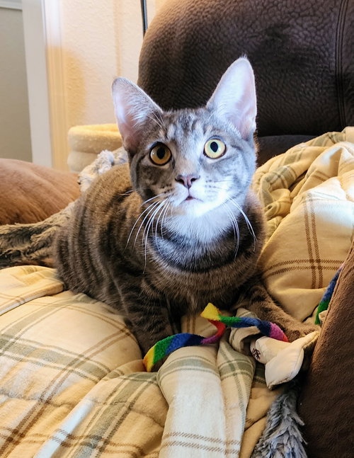 picture of the cat needing adoption