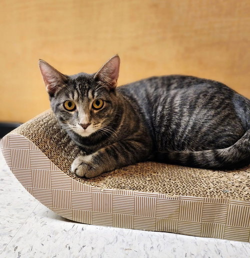 ALEXANDRE - Tabby / Domestic Short Hair available for adoption