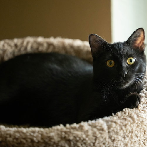 picture of the cat needing adoption
