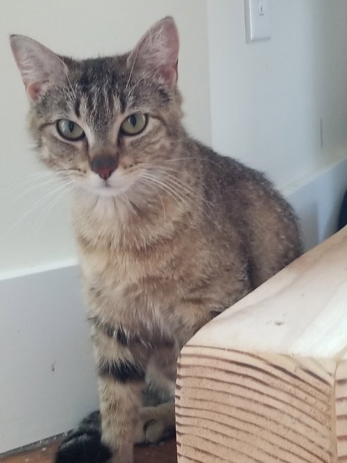 picture of the cat needing adoption