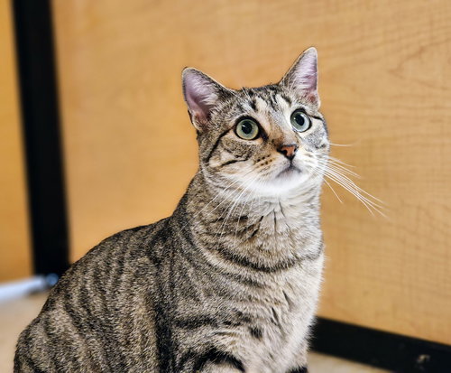 picture of the cat needing adoption