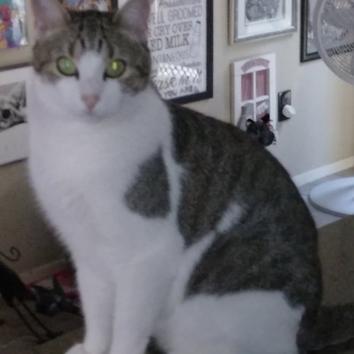 picture of the cat needing adoption
