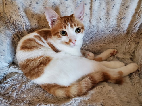 EUGENE - Tabby / Domestic Short Hair available for adoption