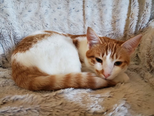 EUGENE - Tabby / Domestic Short Hair available for adoption