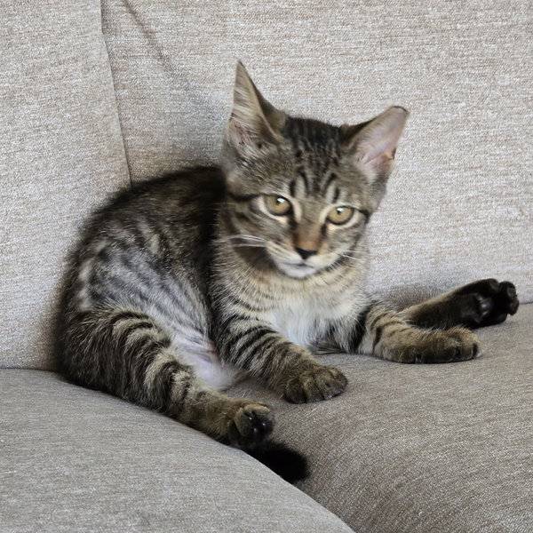 Baby
