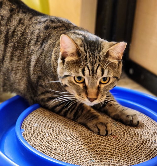 BABY - Tabby / Domestic Short Hair available for adoption