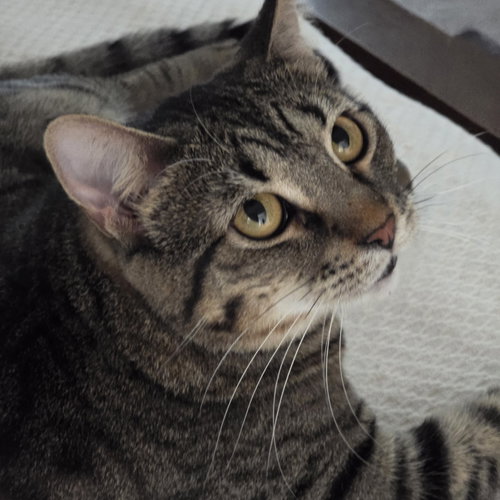 BABY - Tabby / Domestic Short Hair available for adoption