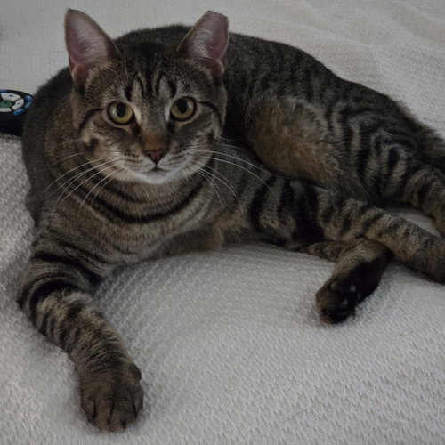 BABY - Tabby / Domestic Short Hair available for adoption