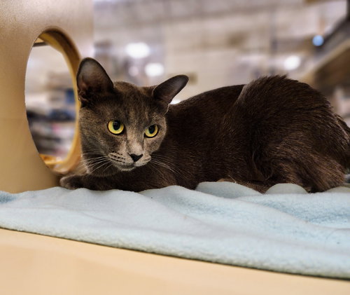 picture of the cat needing adoption