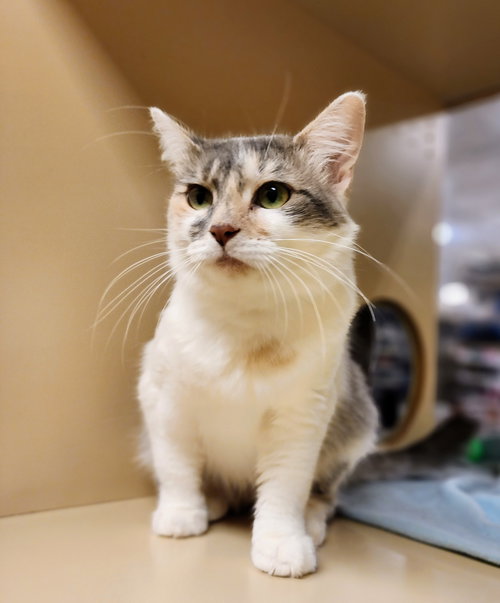picture of the cat needing adoption