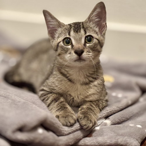 picture of the cat needing adoption
