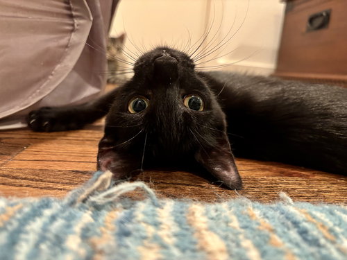 picture of the cat needing adoption