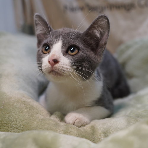 picture of the cat needing adoption