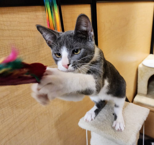 picture of the cat needing adoption