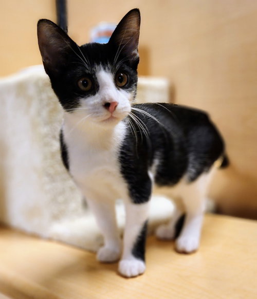 picture of the cat needing adoption