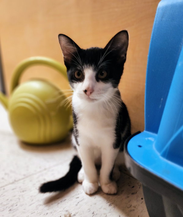 Max