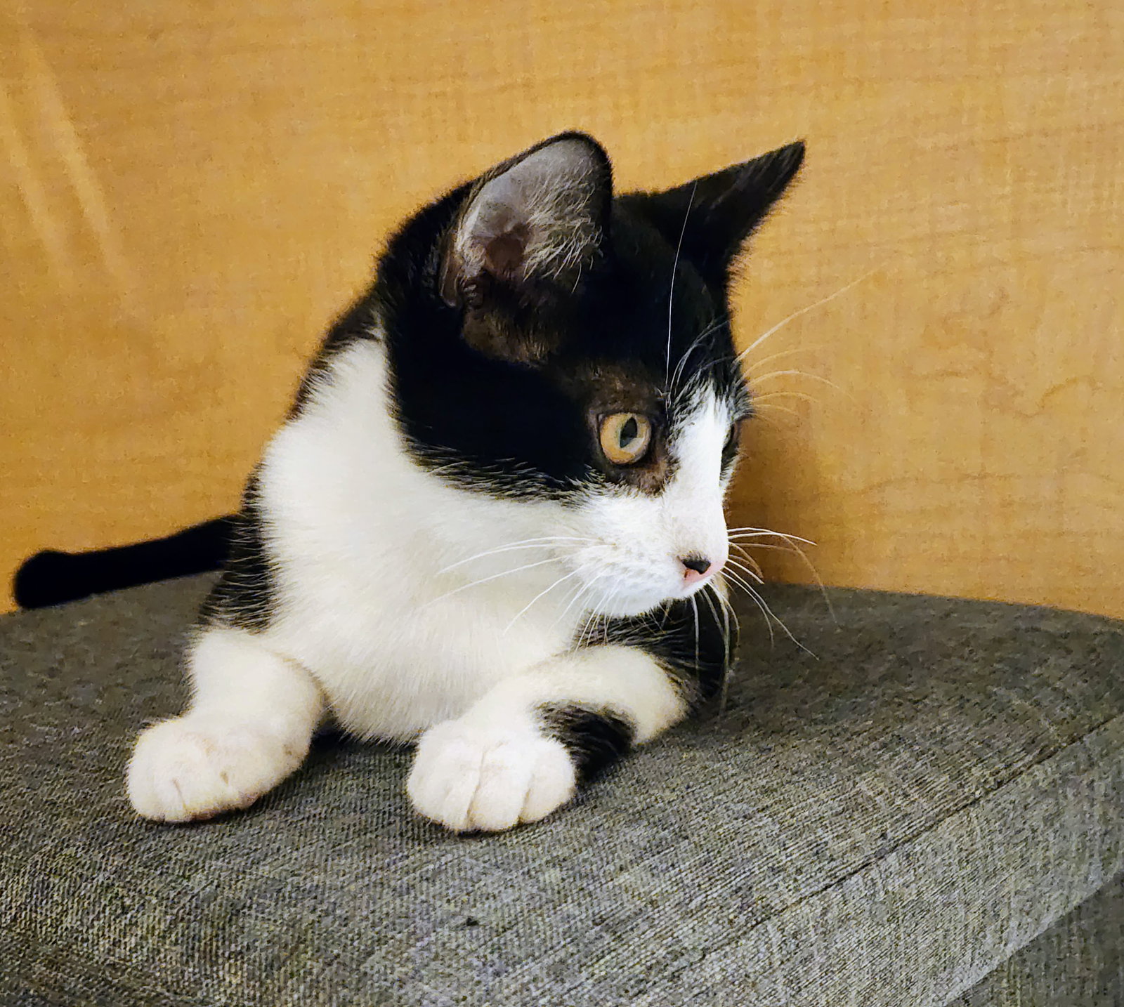 Max