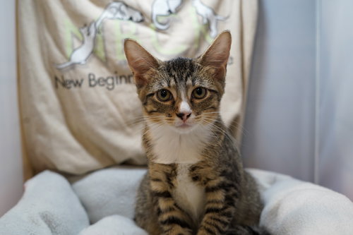 picture of the cat needing adoption