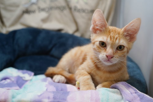 picture of the cat needing adoption