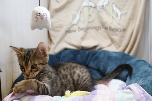 picture of the cat needing adoption