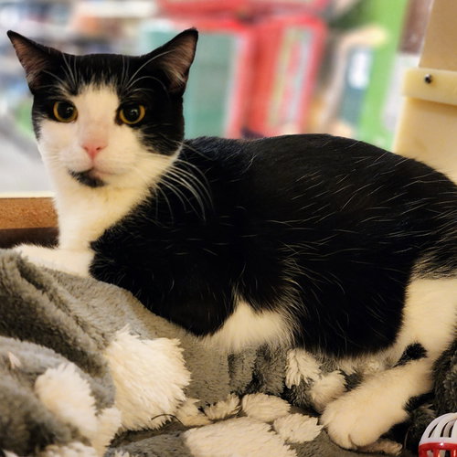 ELOWEN - Tuxedo available for adoption