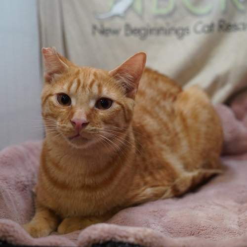RALPHIE - Tabby available for adoption