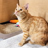 Ralphie - Photo 6