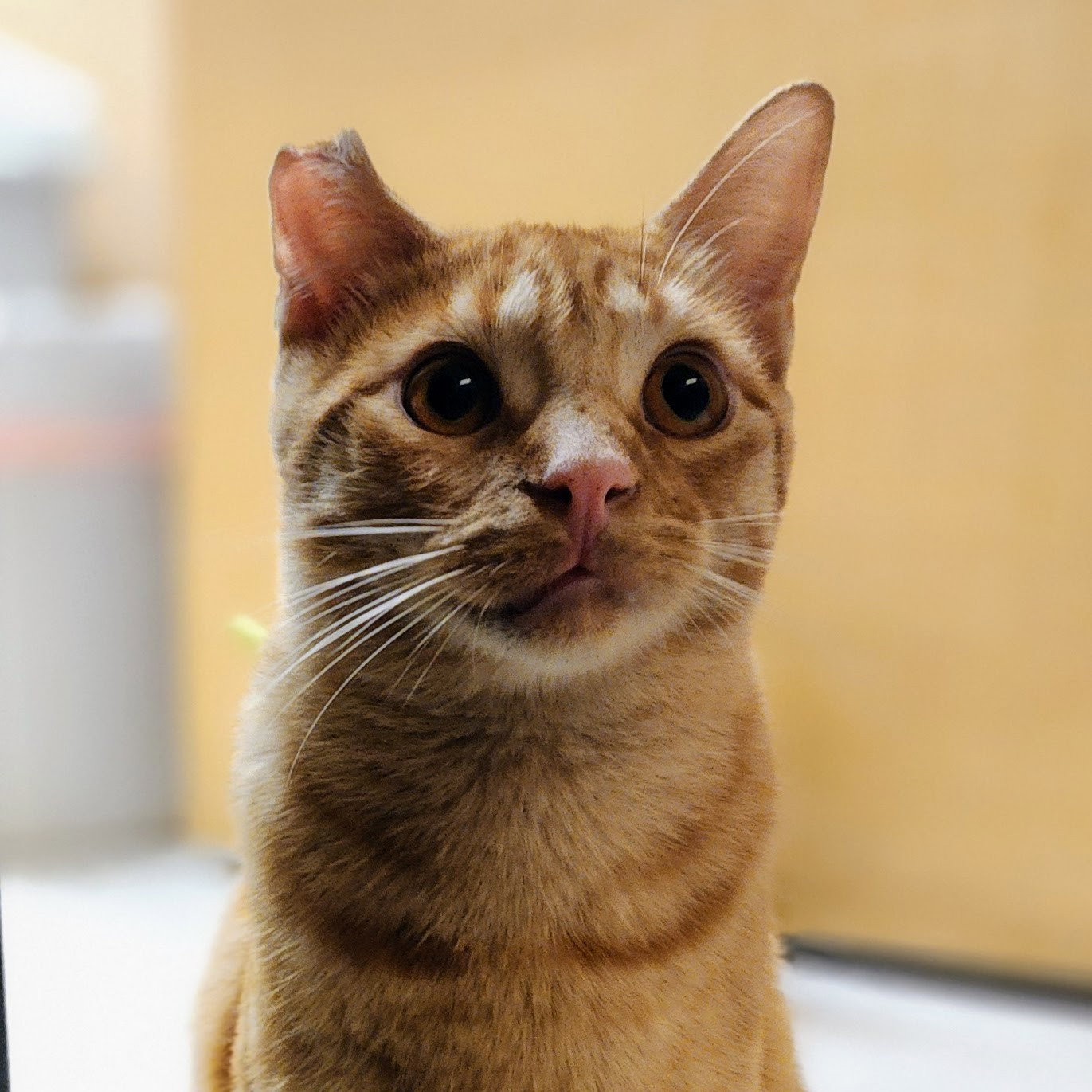 Ralphie, photo 13