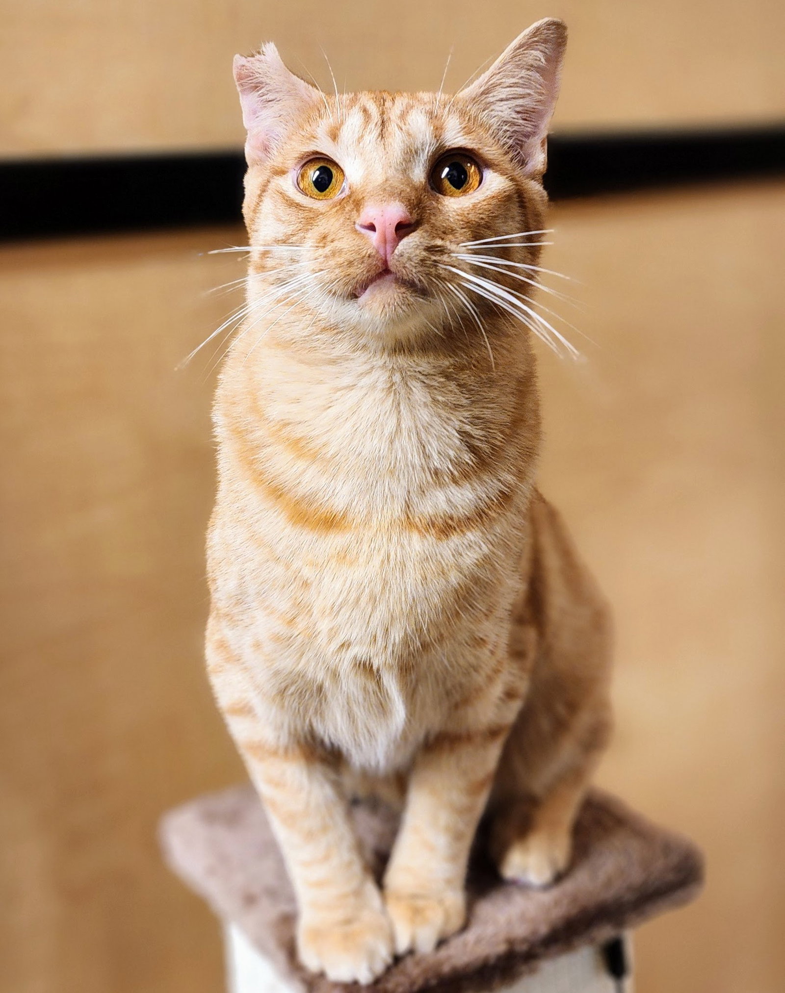 Ralphie, photo 6