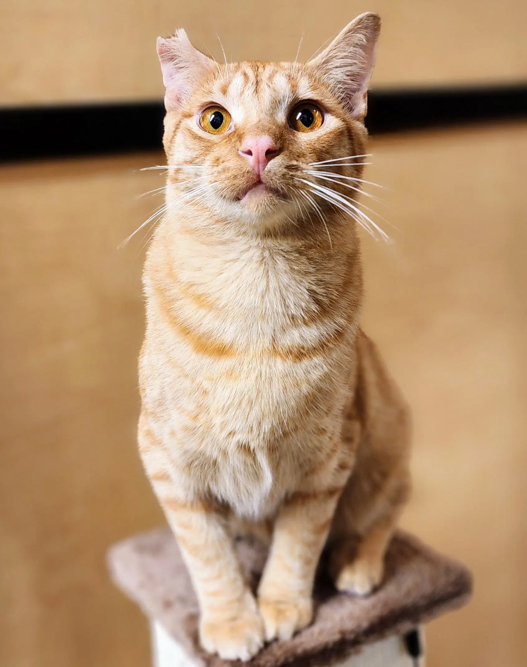 Ralphie - Tabby
