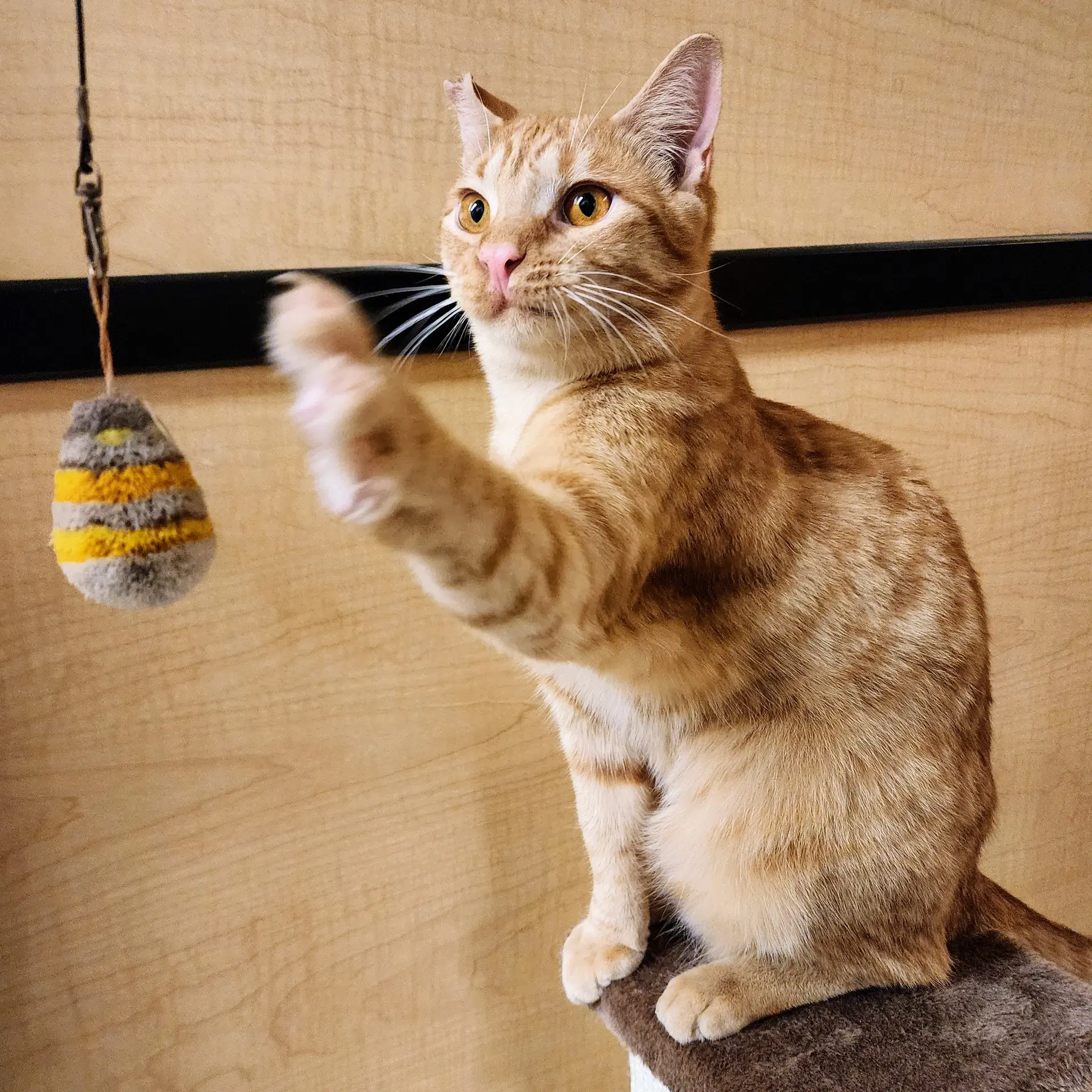 Ralphie - Tabby