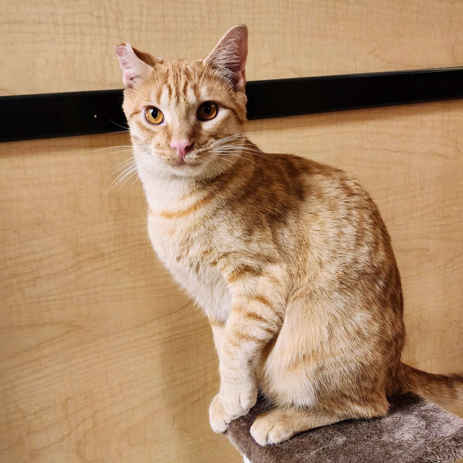 Ralphie, photo 11