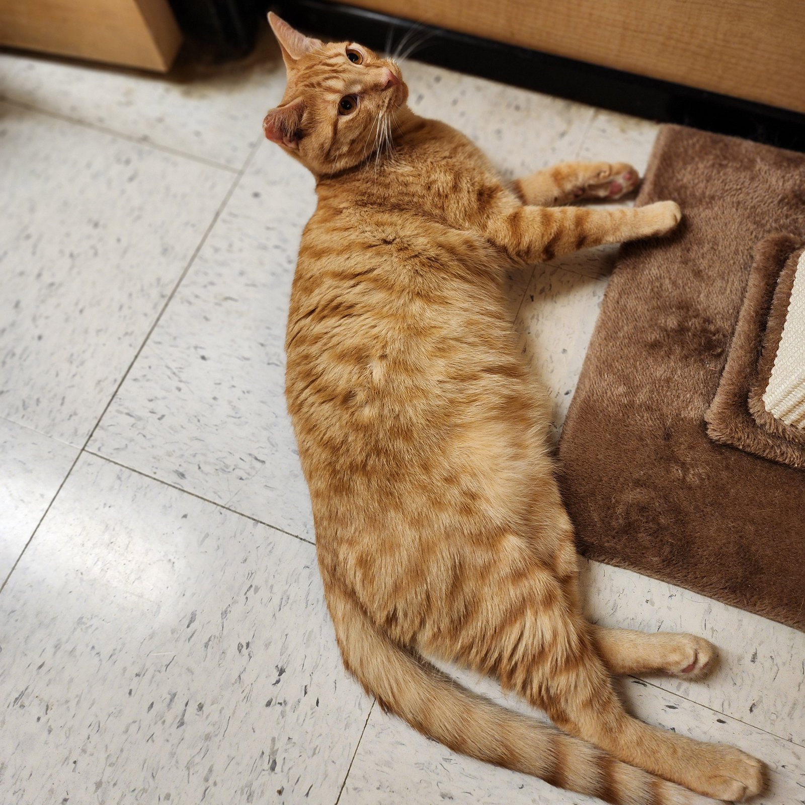 Ralphie, photo 9