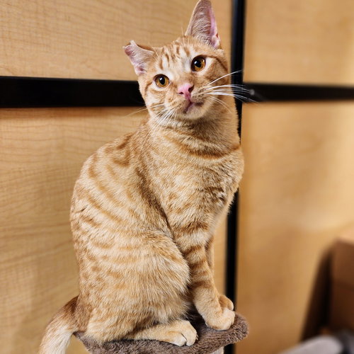 Ralphie, Young Tabby / Mixed (short coat), cat for adoption in Hurst, Texas
