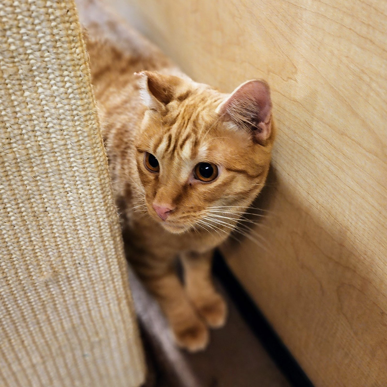 Ralphie, photo 8