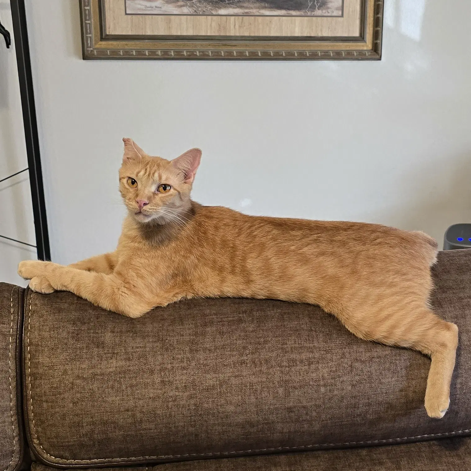 Ralphie image 2