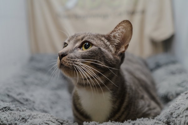 Cocoa Puff
